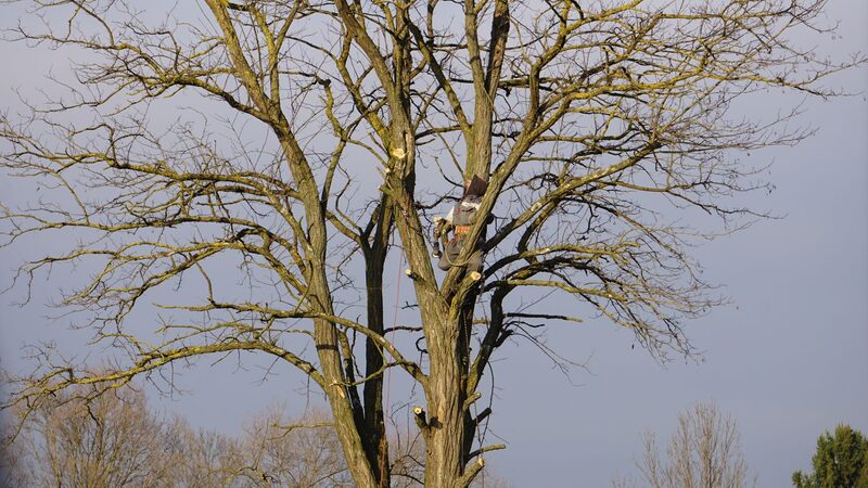Arborist der fælder et stort træ for kunde i København